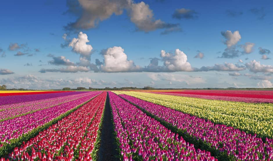 Flowers & Keukenhof