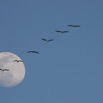 Vaartocht bij volle maan in de Nieuwkoopse plassen