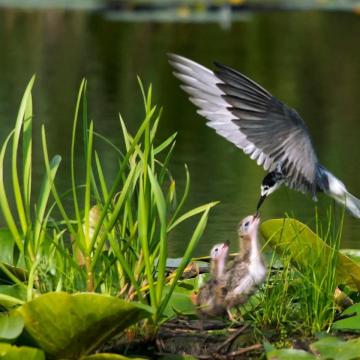 Varen naar vogelparadijs de Pot